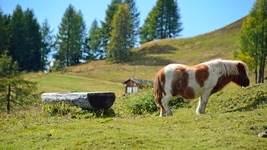 Pony auf der Alm