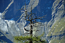 Baum mit toter Spitze