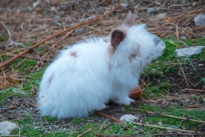 Kaninchen