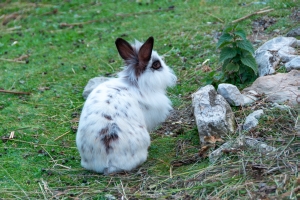 Kaninchen