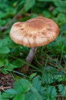 Pilz