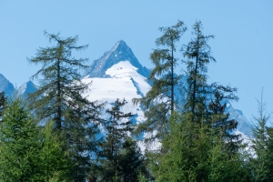 Glockner über hinter Fichten