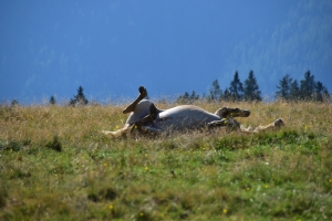 Pferd wälzt sich