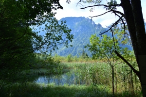 Blick ins Naturschutzgebiet am Nordufer