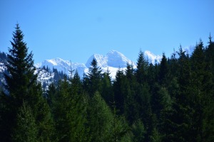 Dachstein knapp über den Bäumen